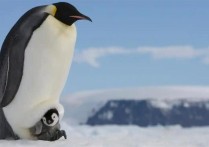 最大的企鹅叫什么（美国将帝企鹅列为濒危物种，因担心海冰融化致其灭绝）