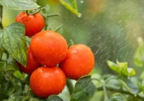 为什么番茄越来越难吃？可能是本质已经变了（食物本质）